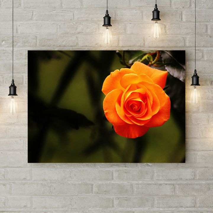 Картина на холсте Цветущая оранжевая роза, 50х35 см