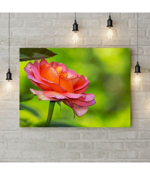 Картина на холсте Расцветающая роза 2, 50х35 см