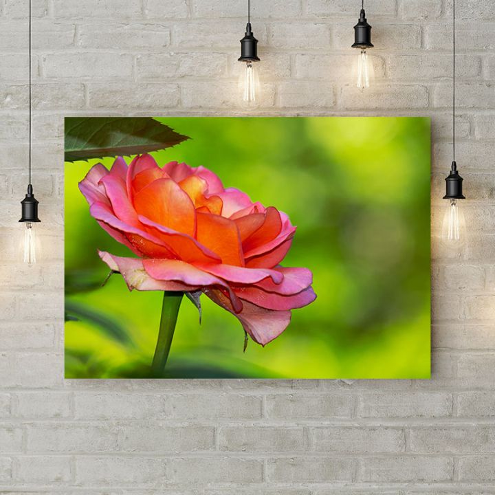Картина на холсте Расцветающая роза 2, 50х35 см