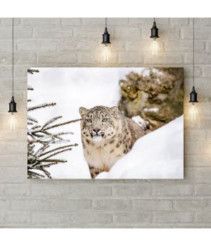 Картина на холсте Снежный леопард, 50х35 см
