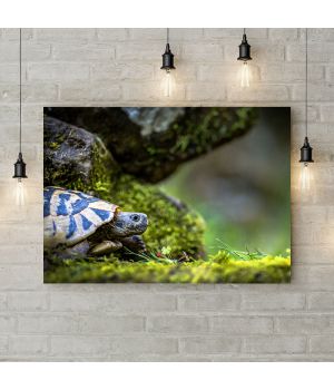 Картина на холсте Черепаха и камни, 50х35 см