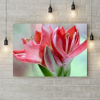 Картина на холсте Амариллис, 50х35 см