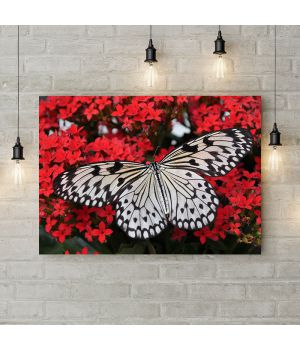Картина на холсте Белая бабочка, 50х35 см