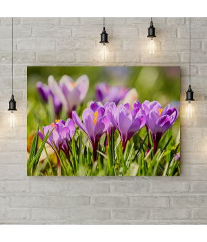 Картина на холсте Светло-фиолетовый шафран, 50х35 см