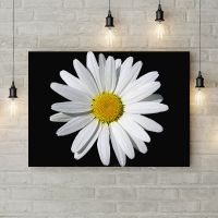 Картина на холсте Ромашка на черном фоне, 50х35 см