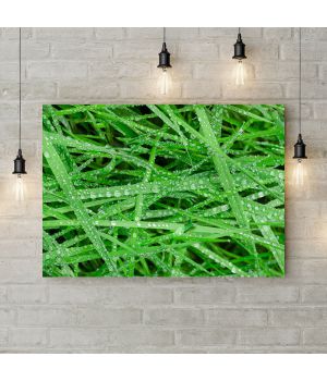 Картина на холсте Роса на зеленой траве, 50х35 см