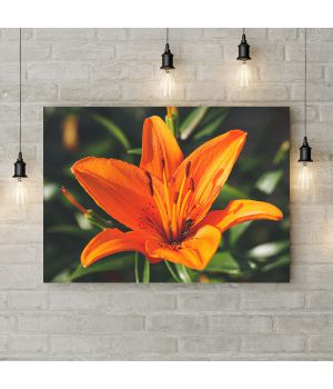 Картина на холсте Оранжевая лилия, 50х35 см