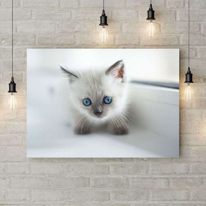 Картина на холсте Сиамский котенок, 50х35 см