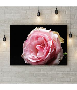 Картина на холсте Розовая роза 1, 50х35 см