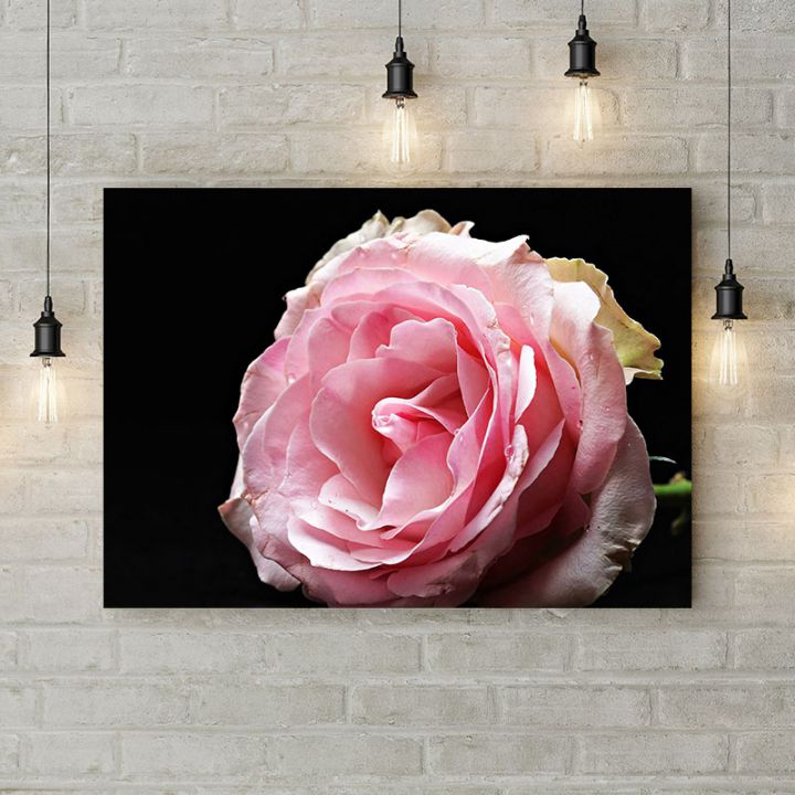 Картина на холсте Розовая роза 1, 50х35 см
