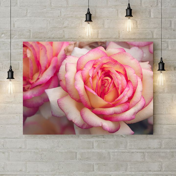 Картина на холсте Бело-розовая роза, 50х35 см
