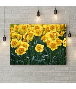 Картина на холсте Нарцисс желтый, 50х35 см
