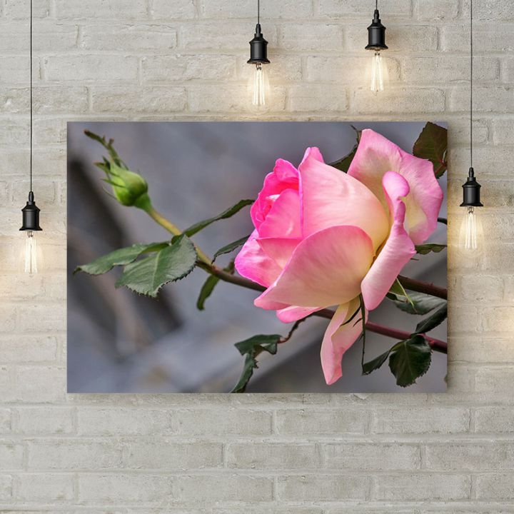 Картина на холсте Нежная бело-розовая роза, 50х35 см