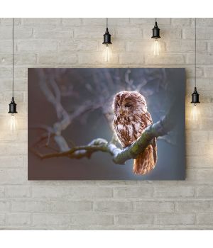 Картина на холсте Сияющая сова, 50х35 см