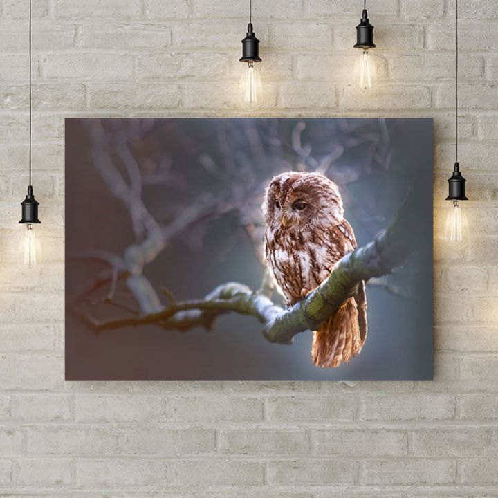 Картина на холсте Сияющая сова, 50х35 см