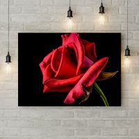 Картина на холсте Распутившаяся роза, 50х35 см