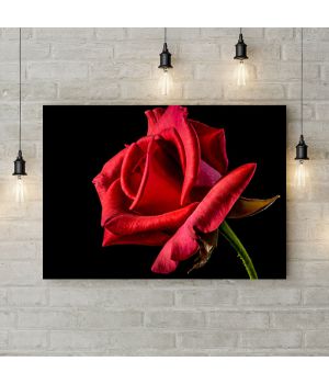 Картина на холсте Распутившаяся роза, 50х35 см