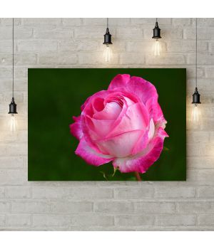 Картина на холсте Розовая роза 2, 50х35 см