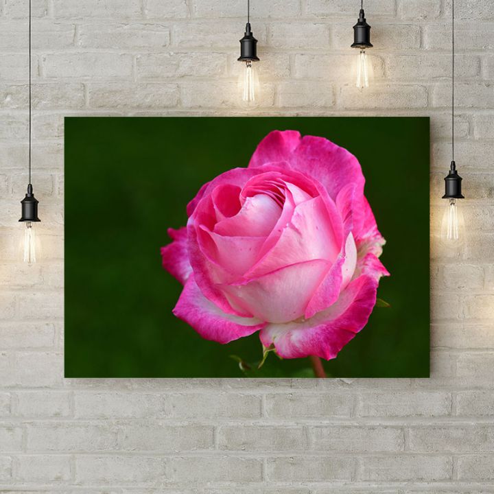 Картина на холсте Розовая роза 2, 50х35 см