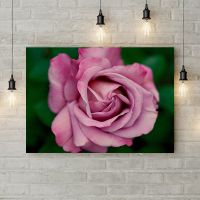 Картина на холсте Розовая роза 4, 50х35 см