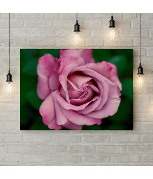 Картина на холсте Розовая роза 4, 50х35 см
