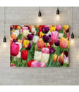 Картина на холсте Поляна цветных тюльпанов, 50х35 см