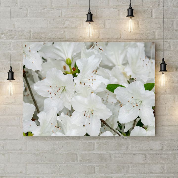 Картина на холсте Рододендрон белый, 50х35 см