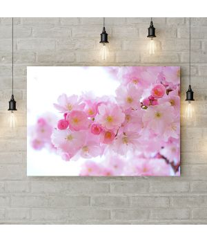 Картина на холсте Бело-розовая сакура, 50х35 см