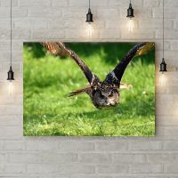 Картина на холсте Сова в полете, 50х35 см