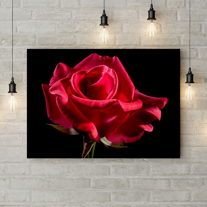 Картина на холсте Распутившаяся роза side, 50х35 см