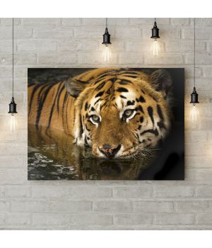 Картина на холсте Тигр на водопое, 50х35 см