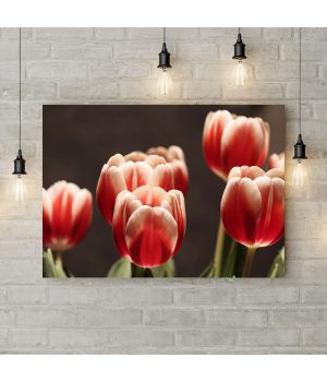 Картина на холсте Красно-белые тюльпаны, 50х35 см