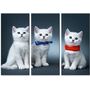 Красива кімнатна модульна картина на полотні Kittens 051 AMD, 96х70 см
