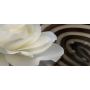 53х100 см, Белая роза Модульная картина из нескольких частей на холсте