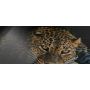53х100 см, Леопард Модульная картина из нескольких частей на холсте