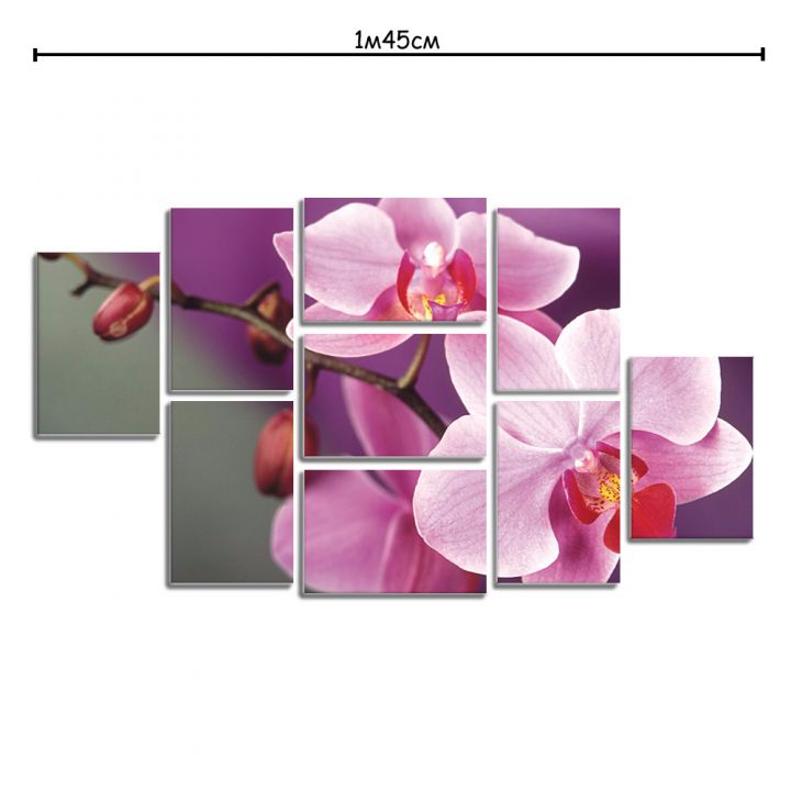 Модульна картина у вітальню з малюнком Рожева орхідея